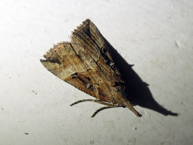 Hypena rostralis